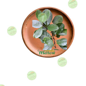 Hojas Nativa Quillay 30 gr