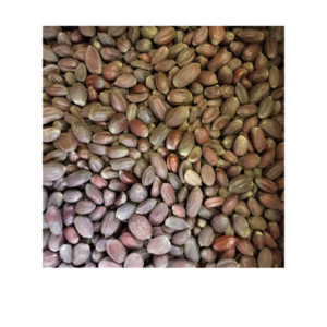 Semilla jojoba